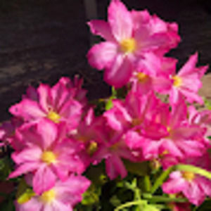 Meet your Posher, Kathy